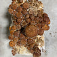 Chestnut Mushroom Grow Kit