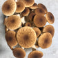 Pioppino Mushroom Grow Kit