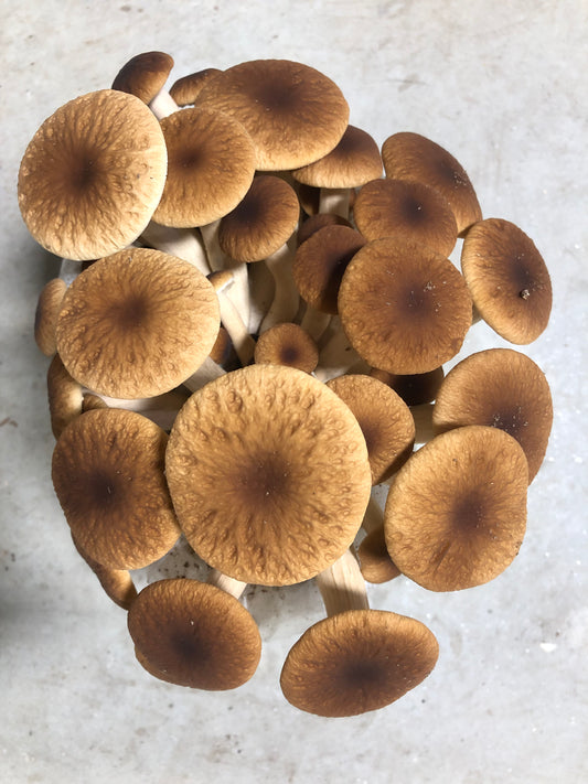 Pioppino Mushroom Grow Kit