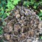 Maitake Mushroom Plug Spawn