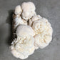 Lion's Mane Mushroom Grow Kit