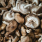 Shiitake Mushroom Plug Spawn