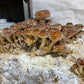 Chestnut Mushroom Grow Kit