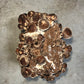 Shiitake Mushroom Grow Kit