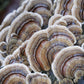 Farm photos to come soon! (Image credit: <a href="https://www.freepik.com/free-photo/turkey-tail-polypore-trametes-versicolor_31023421.htm#page=5&query=turkey%20tail%20mushroom&position=40&from_view=search&track=ais">Image by wirestock</a> on Freepik)