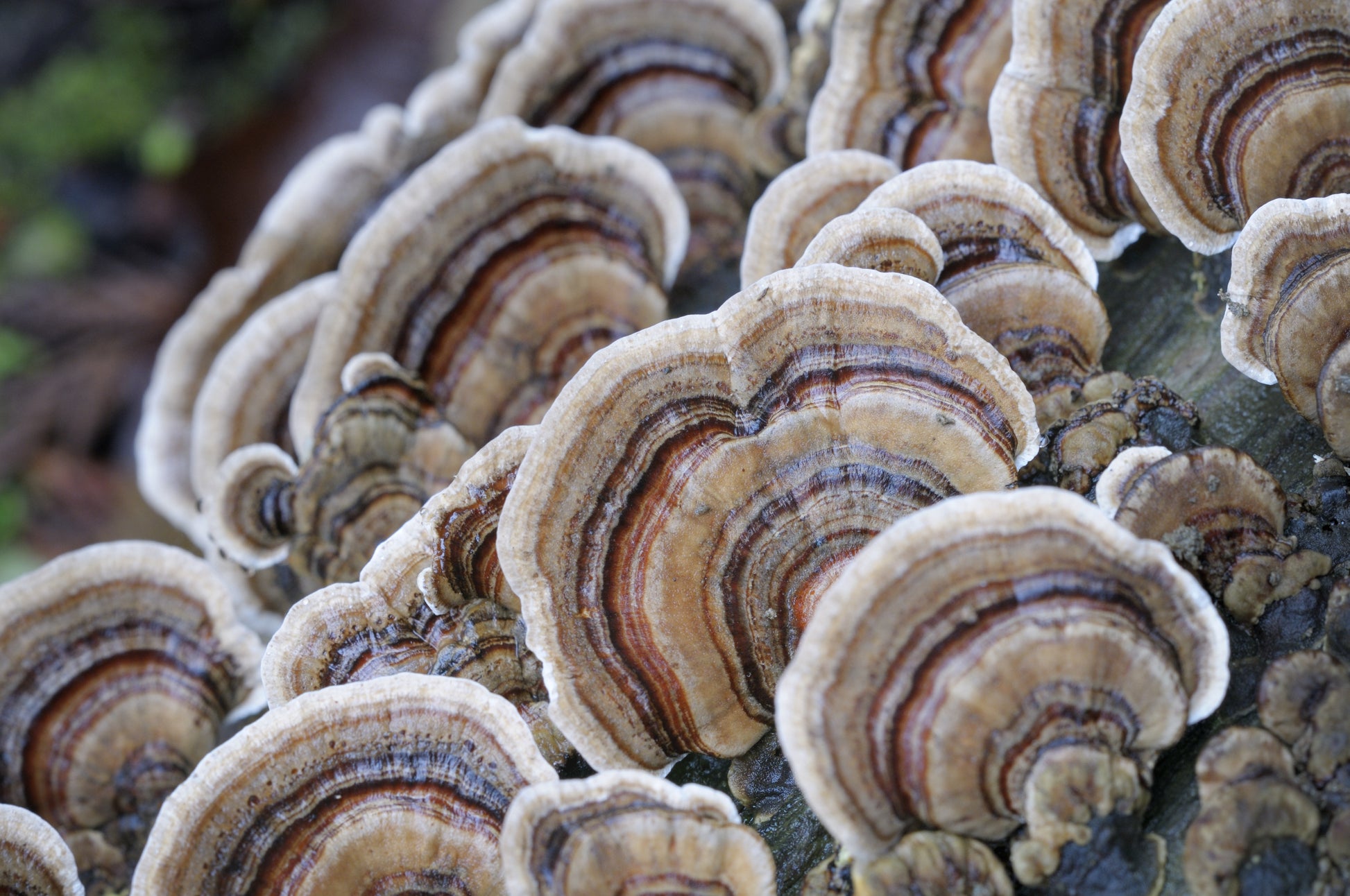 Farm photos to come soon! (Image credit: <a href="https://www.freepik.com/free-photo/turkey-tail-polypore-trametes-versicolor_31023421.htm#page=5&query=turkey%20tail%20mushroom&position=40&from_view=search&track=ais">Image by wirestock</a> on Freepik)